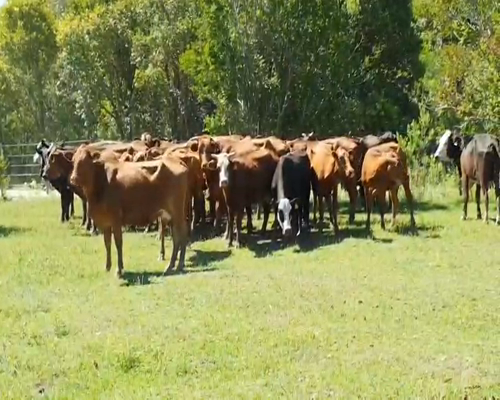 Lote 30 Vacas medio uso en San Justo, Santa Fe