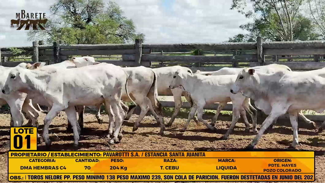 Lote LOTE 1
