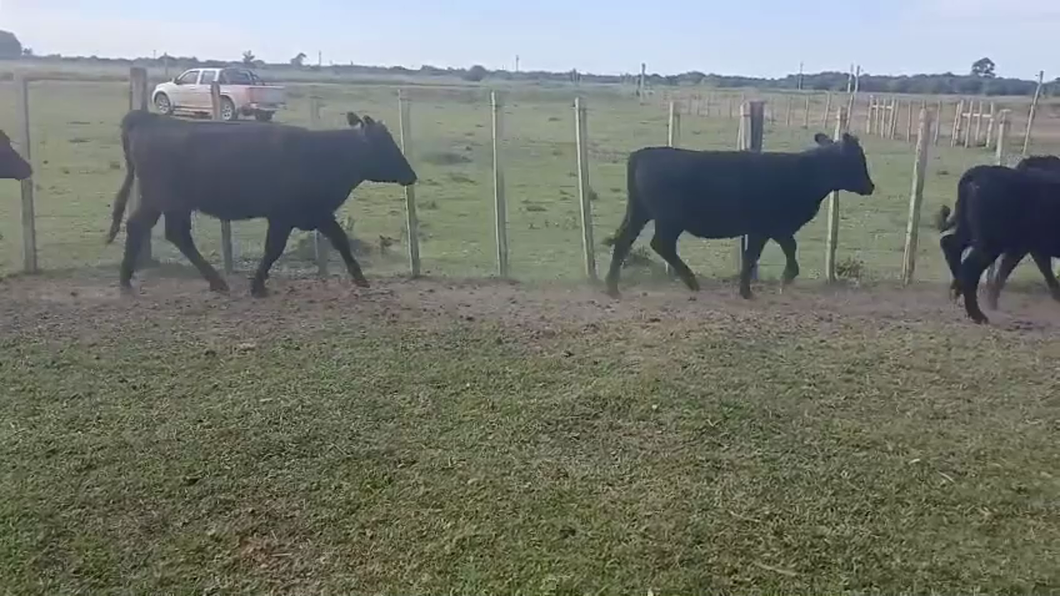 Lote VAQUILLONAS ENTORADAS