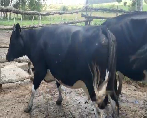 Lote (Vendido)Vacas de Invernada HOLANDO a remate en REMATE DE PANTALLA 600kg -  en Asociación Rural de San José