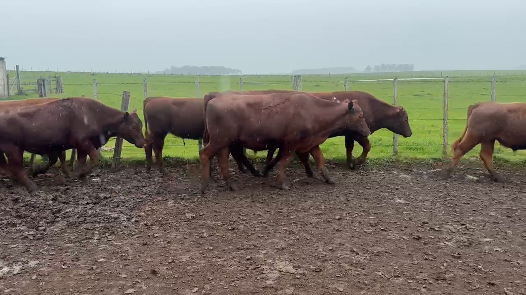 Lote 44 Novillos a remate en Dia del Toro 377kg -  en Guaviyu - Km 105 - Ruta 27 - 13 km al Norte por camino vecinal