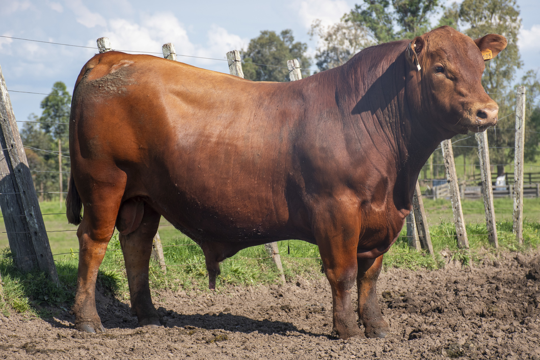 Lote Toros a remate en Nacional Brangus, Tacuarembó