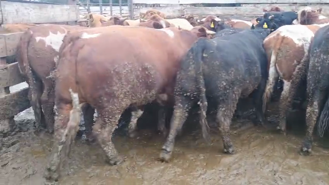 Lote 40 Novillo Gordo en Los Ángeles, VIII Región Biobío