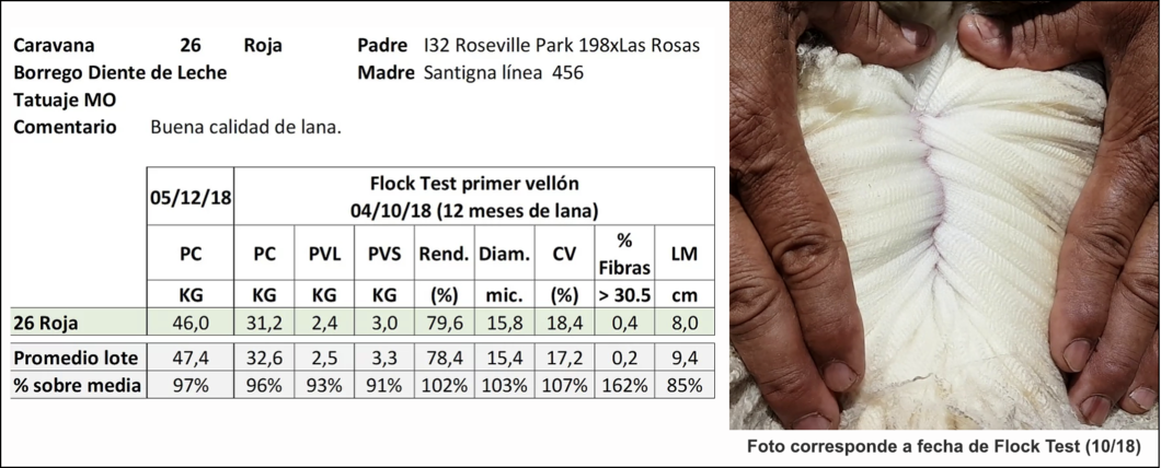 Lote Caravana 26