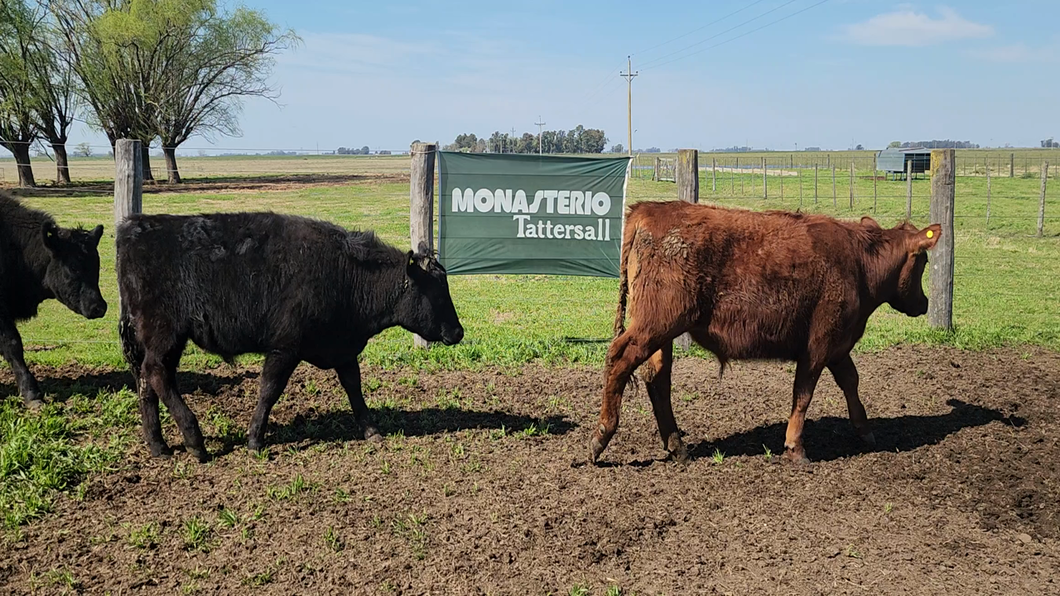 Lote 27 Novillitos en Buenos Aires, Bolívar