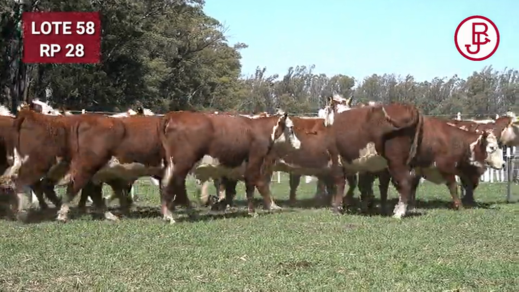 Lote VAQUILLONAS PREÑADAS Polled Hereford -PARICION OTOÑO 2024-