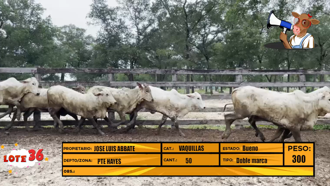 Lote LOTE 36