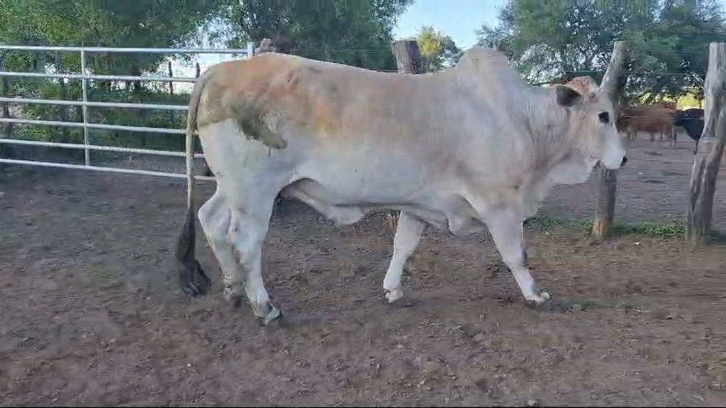 Lote Toros BRAHMAN a remate en 26° Remate Anual en CANGÜE