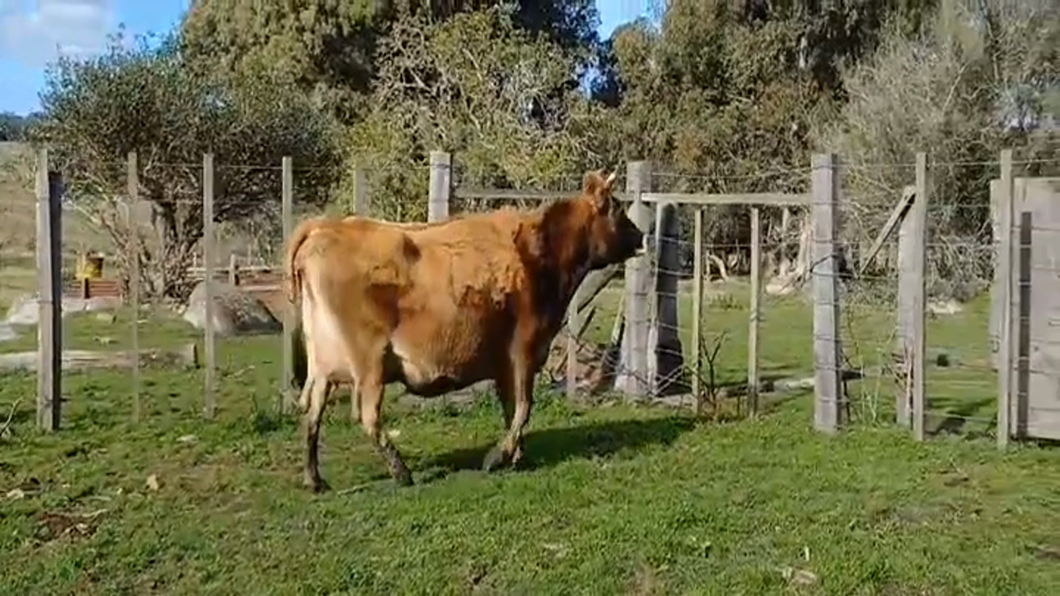 Lote Vacas preñadas a remate en #46 Pantalla Carmelo en COSTAS DEL SAUCE