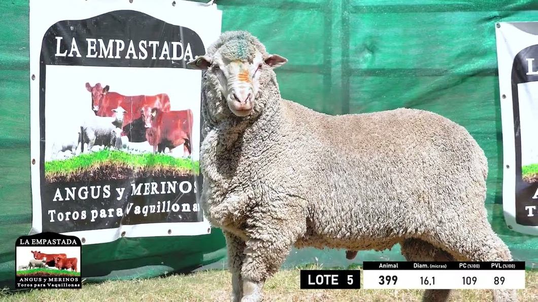 Lote 5 Carneros Merino Dohne a remate en 33º Remate Cabaña La Empastada, Durazno