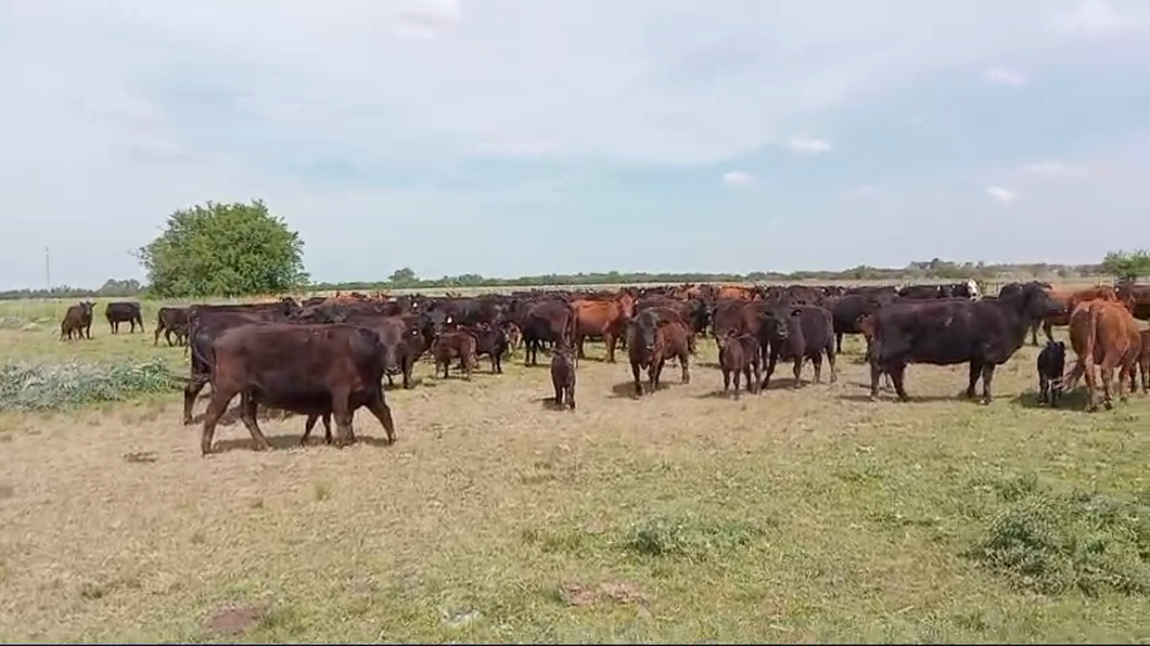 Lote 200 Vacas nuevas C/ cria