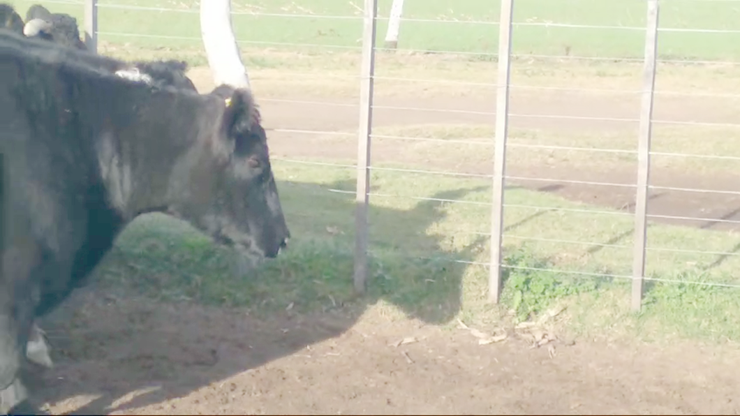 Lote 20 Vacas CUT preñadas EN CARLOS TEJEDOR