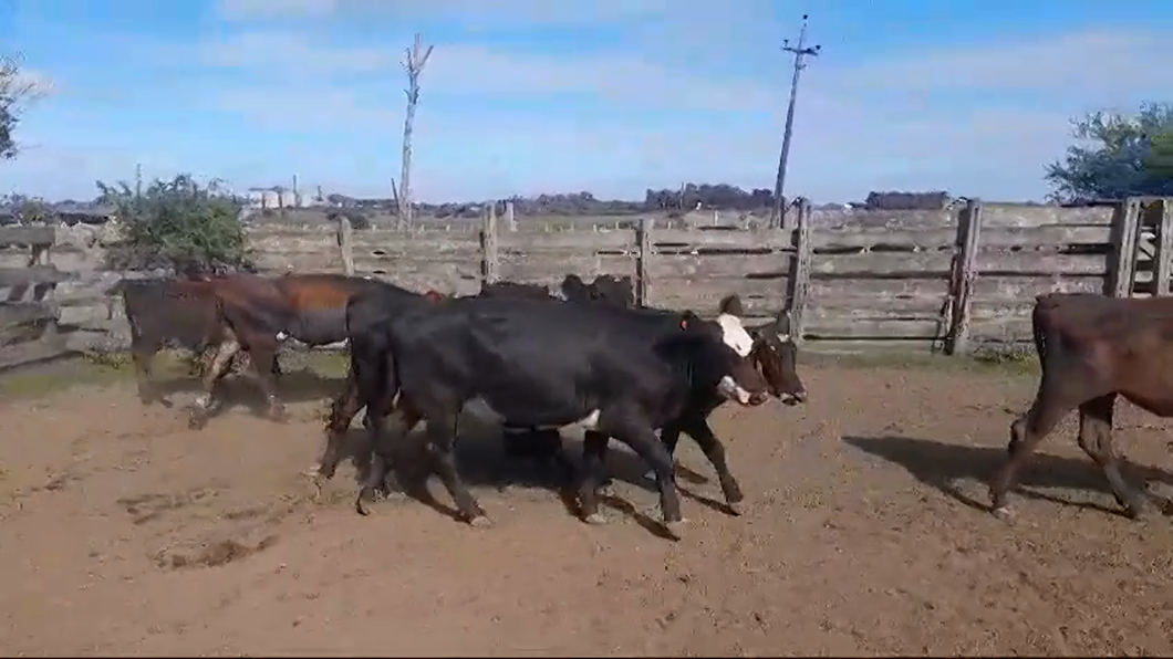 Lote 7 Terneras ANGUS/ HEREFORD a remate en #42 Pantalla Carmelo  250kg -  en VIBORAS Y VACAS