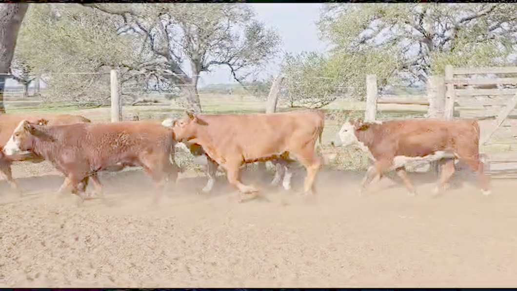 Lote 100 Vaquillonas y vacas preñadas Braford en San Justo, Santa Fe