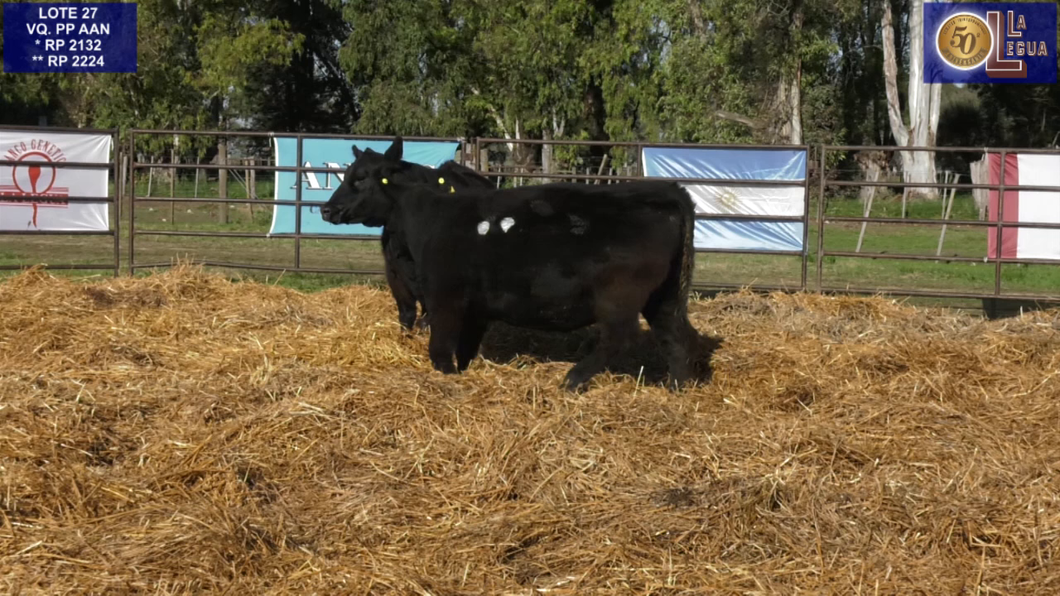Lote VAQUILLONAS ANGUS  PP