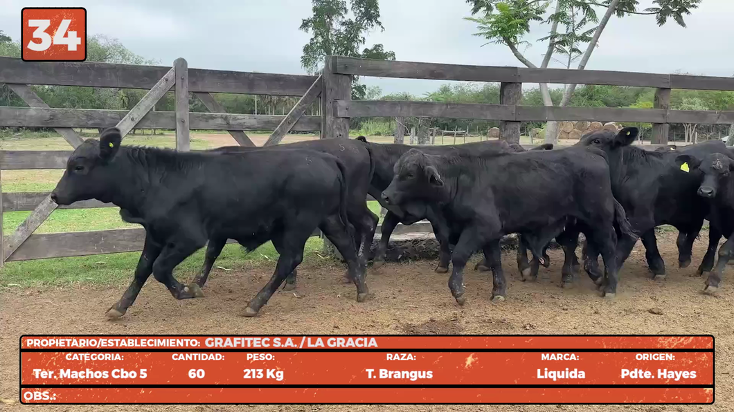Lote LOTE 34