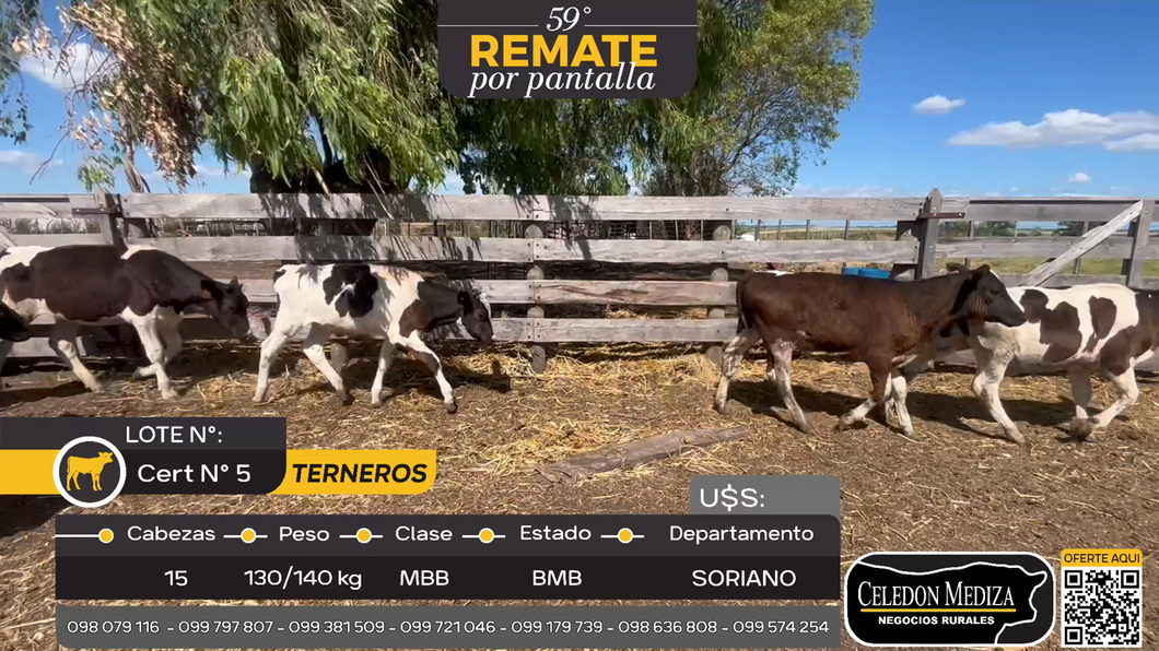 Lote 15 Terneros en Agraciada, Soriano