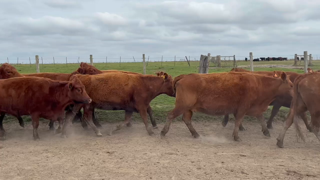 Lote 36 Vientres Preñados en Costas de Ayala, Treinta y Tres