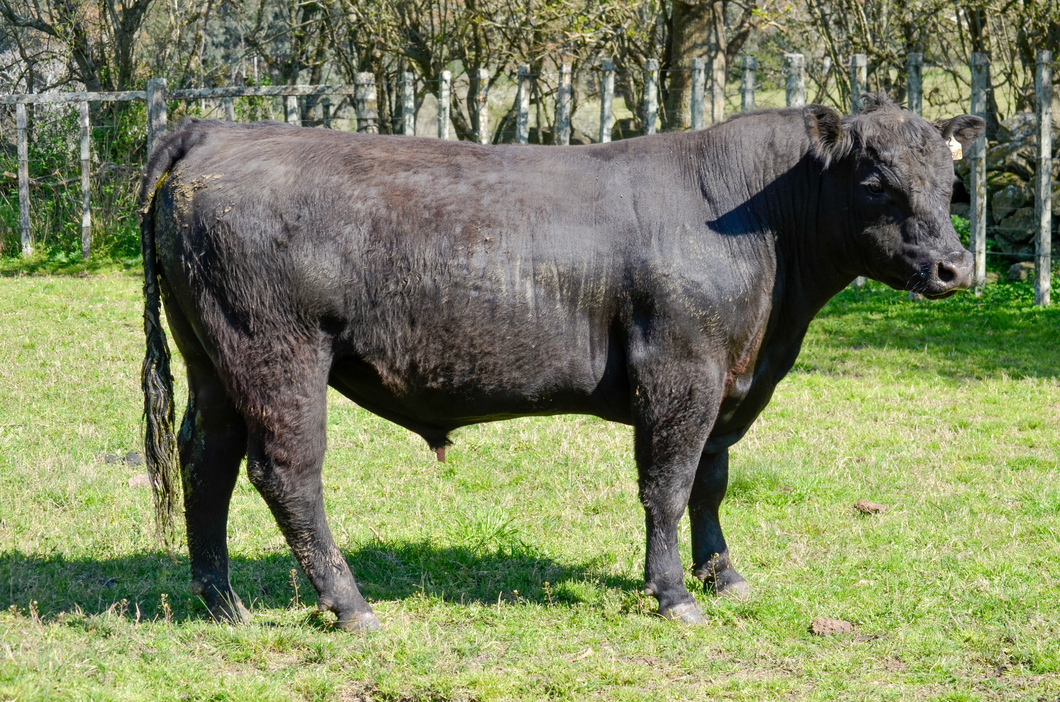 Lote La Ganadera