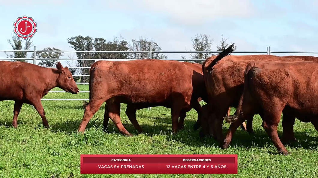 Lote 12 Vacas SA Preñadas a remate en 8º Remate Anual - Estancia Romanza 564kg - , Tacuarembó