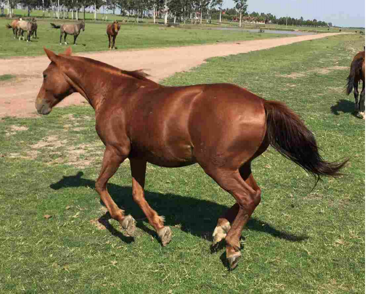 Lote Mirinda