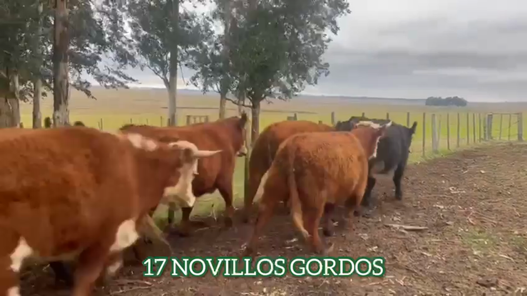 Lote Novillos