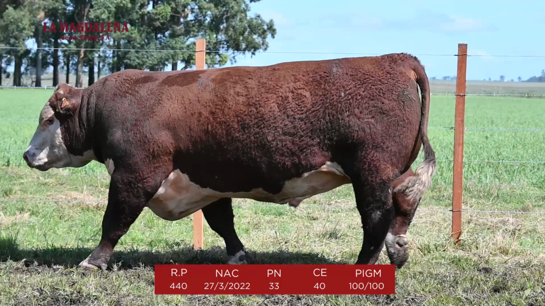 Lote 9 - POLLED HEREFORD PURO de ORIGEN 