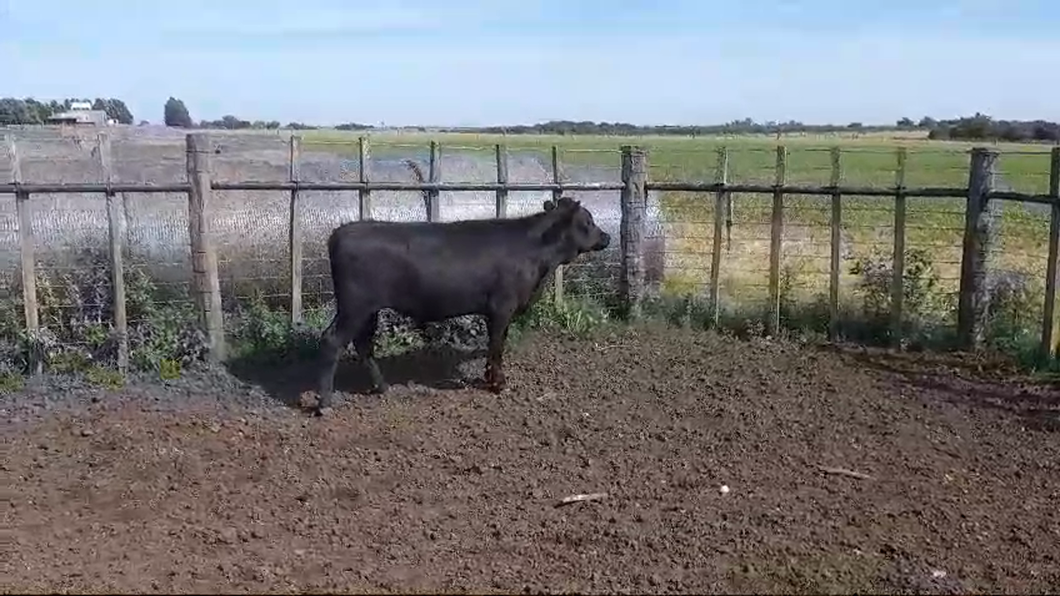 Lote TERNERO
