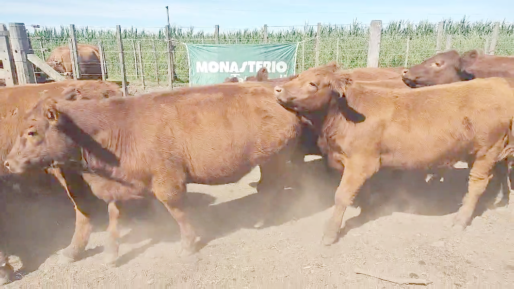 Lote 63 Novillitos EN CORONEL SUAREZ