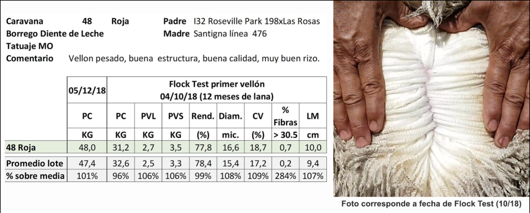 Lote Caravana 48