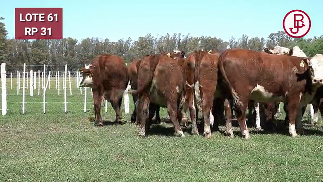 Lote VAQUILLONAS PREÑADAS Polled Hereford -PARICION OTOÑO 2024-