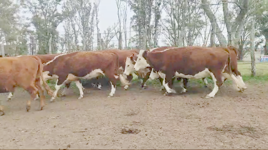 Lote 38 Vacas preñadas