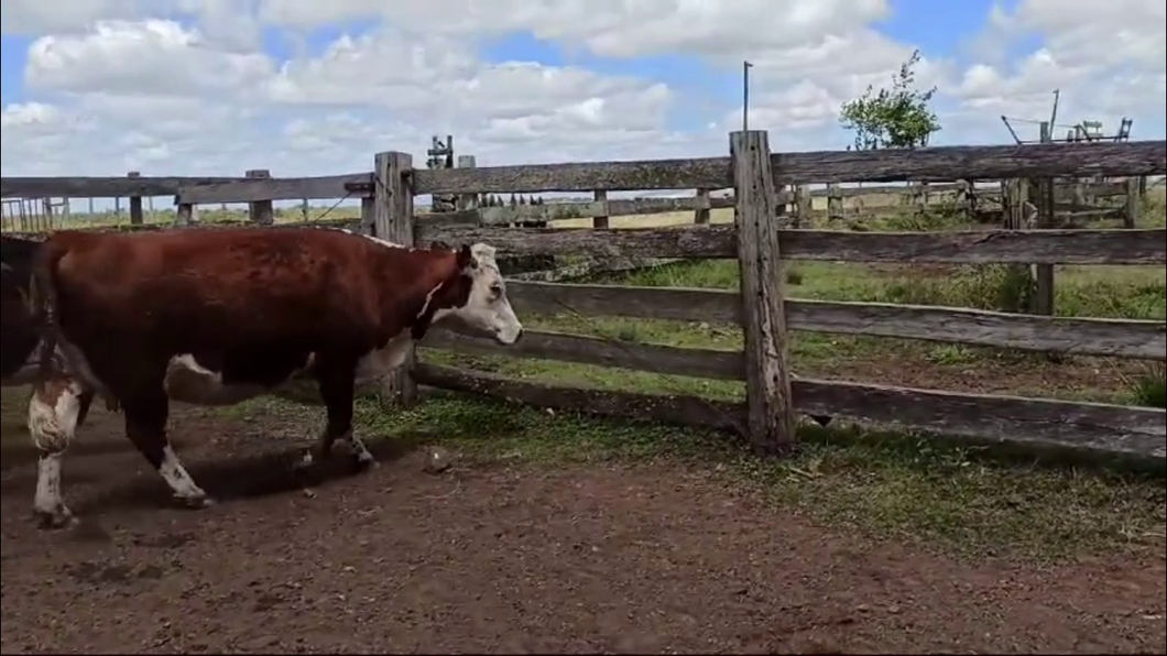 Lote VACAS PREÑADAS