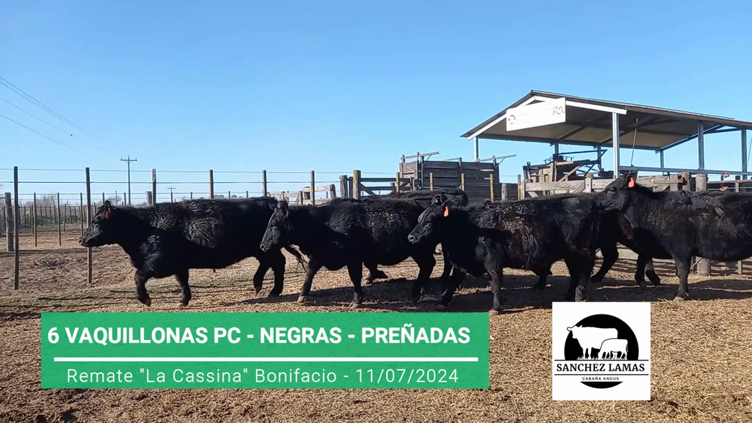 Lote VAQUILLONAS PC PREÑADAS "CABAÑA SANCHEZ LAMAS"