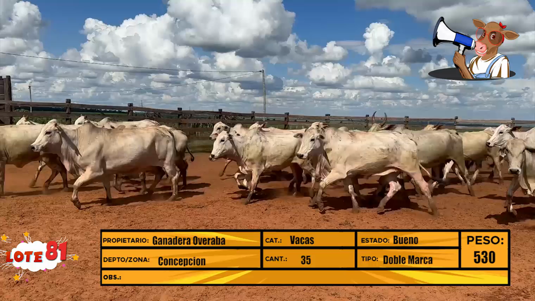 Lote LOTE 81