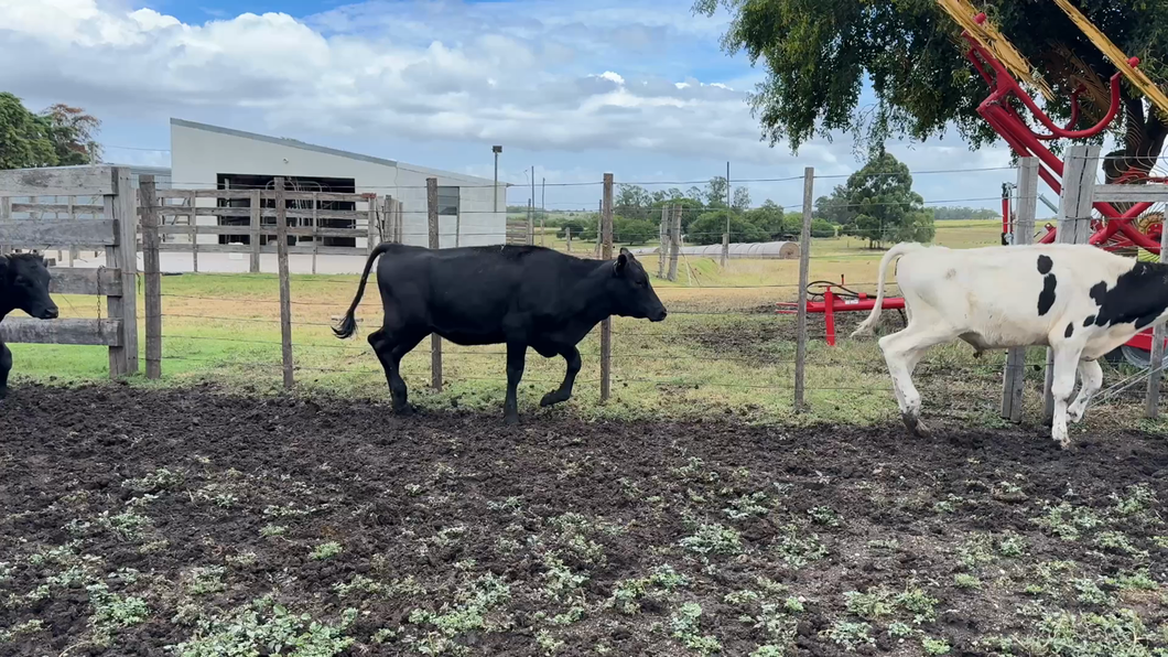 Lote TERNEROS Y TERNERAS