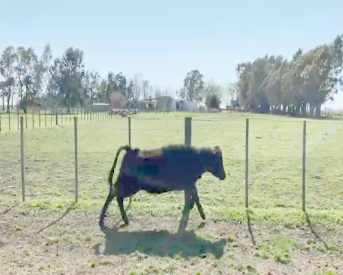 Lote 14 Terneras en Buenos Aires, Olavarría