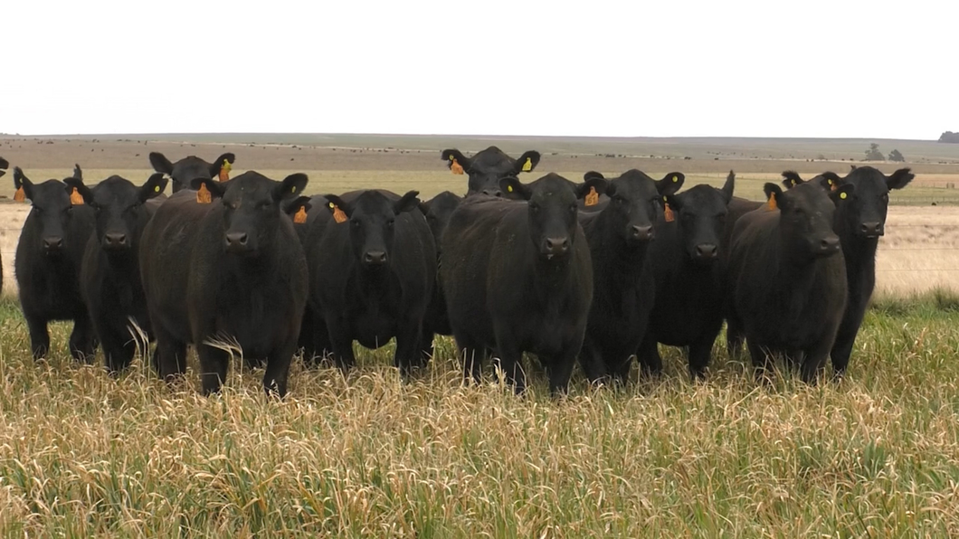 Lote VAQ. ANGUS NEGRAS MAS C/GTÍA DE PREÑEZ