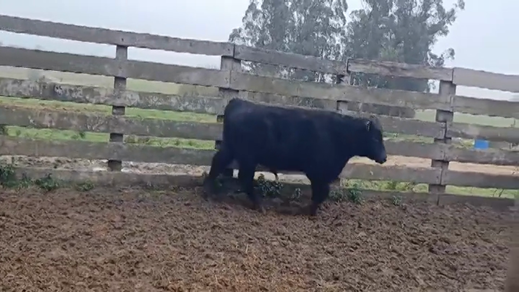 Lote (Vendido)Toros ANGUS a remate en #48 Pantalla Carmelo 380kg -  en PANTANOSO