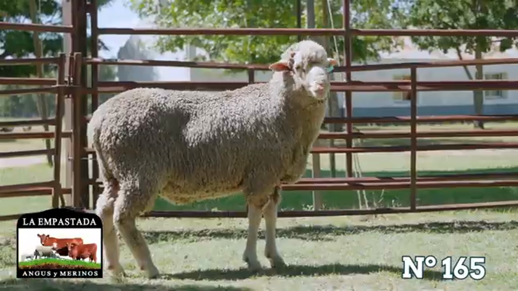 Lote Merino Donhe