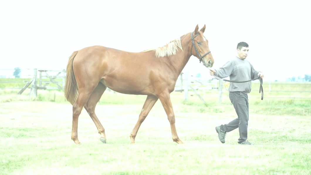 Lote CURIOSA SALE (CURIOSO JOHAN  -   WILDCAT SALE por  NOT FOR SALE)