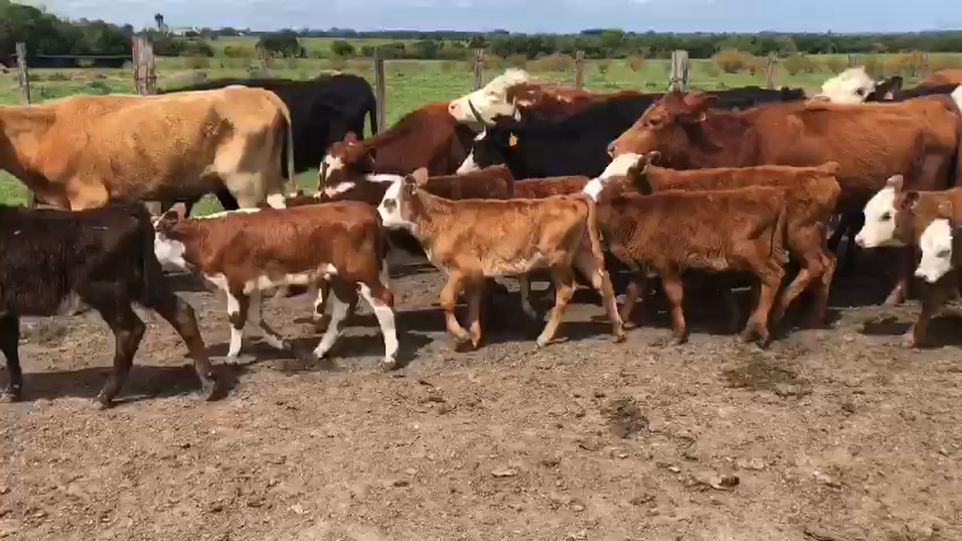 Lote 25 Piezas de cría Hereford y Angus a remate en Pantalla Camy  en Rincon de la torre