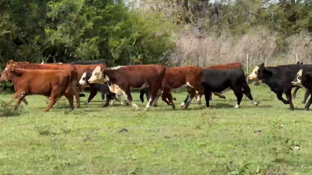 Lote 68 Terneros/as