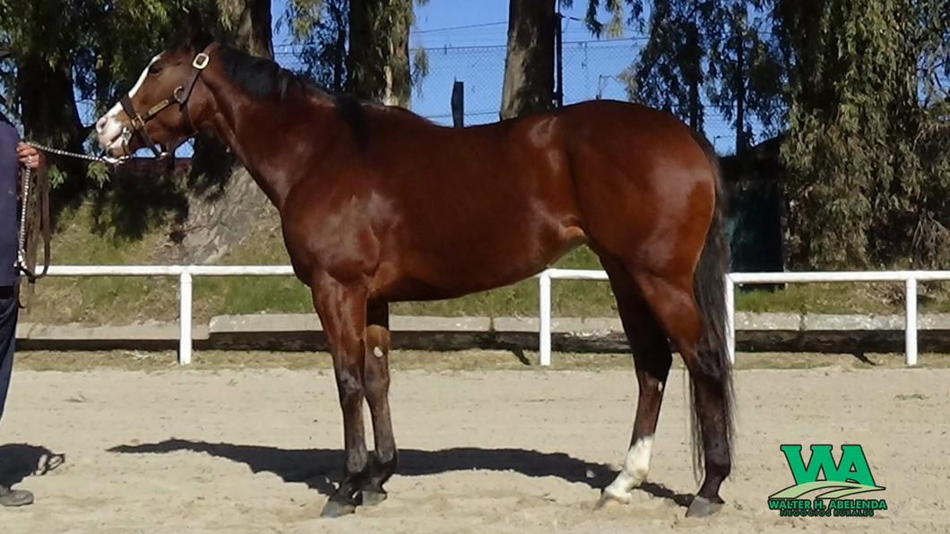 Lote LA NEVERA (Arg)