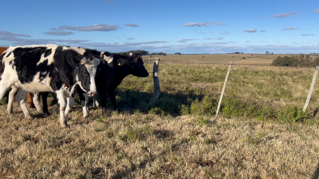 Lote NOVILLOS 2 a 3 AÑOS