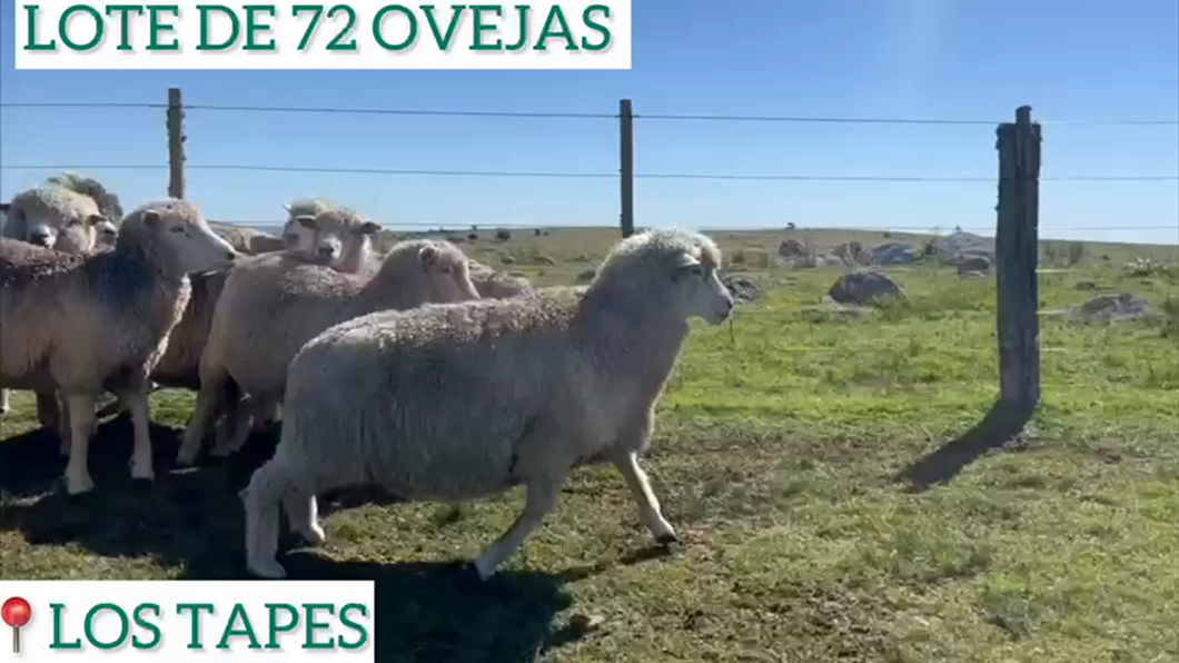 Lote 72 Ovejas