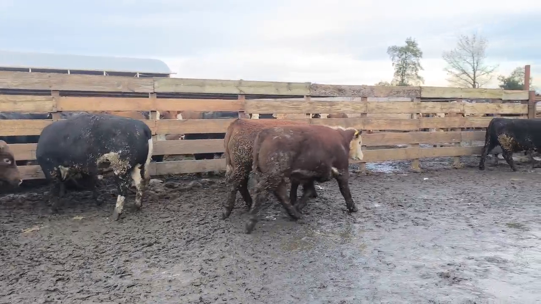 Lote 20 Novillo Gordo en Los Ángeles, VIII Región Biobío