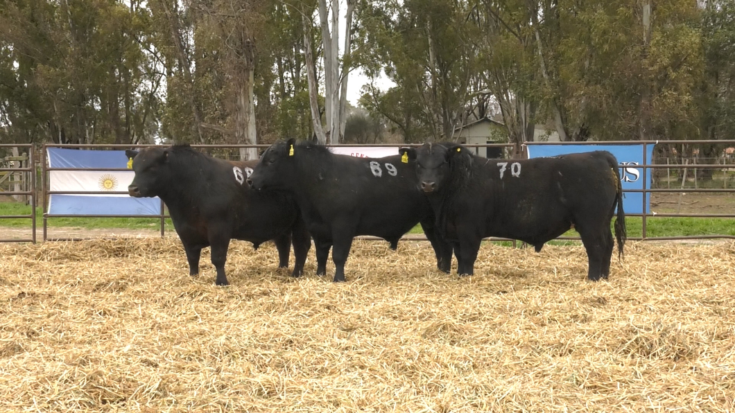 Lote TOROS ANGUS NEGROS PC