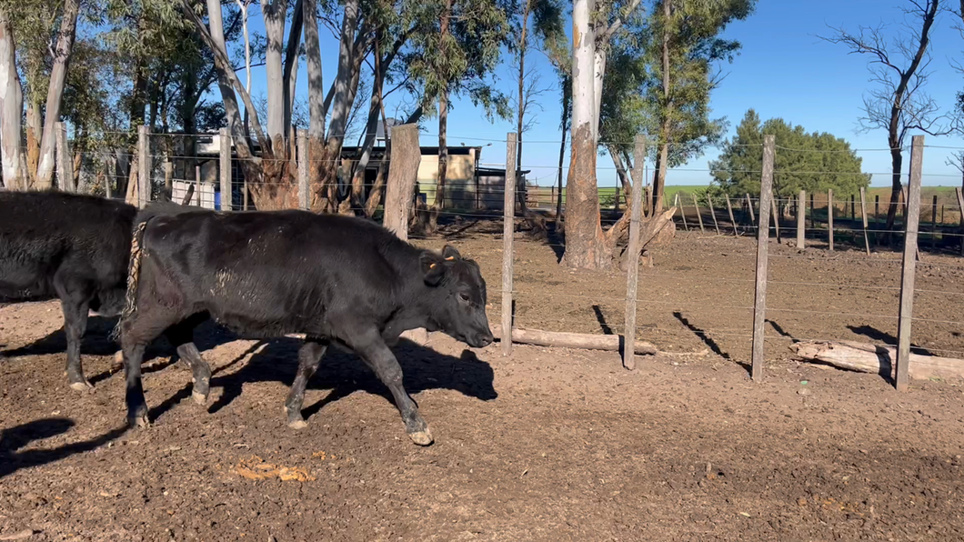 Lote TERNERAS