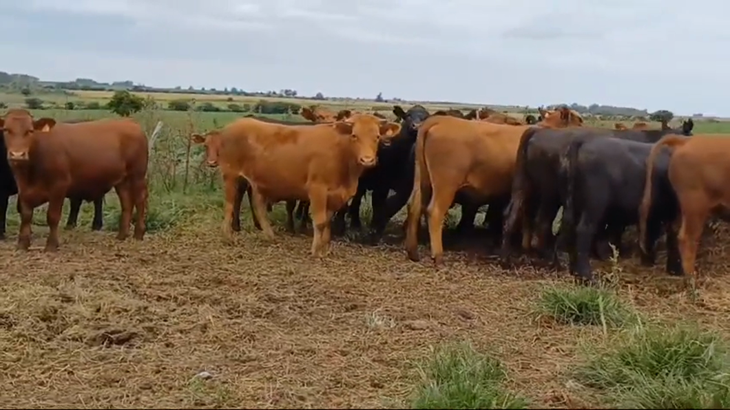 Lote 27 Novillos 1 a 2 años ANGUS a remate en #42 Pantalla Carmelo  440kg -  en SAN PEDRO